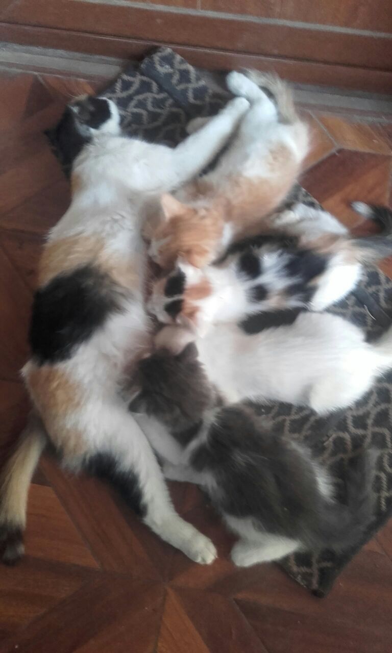 Продается котенок