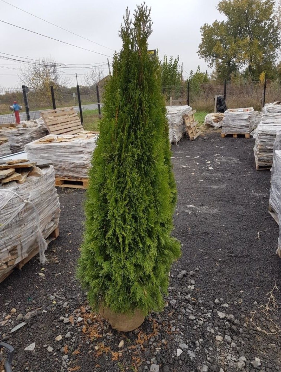 Tuia smaragd ( thuja ) cupressus leylandii 1.6m - 1.8m, gard viu verde