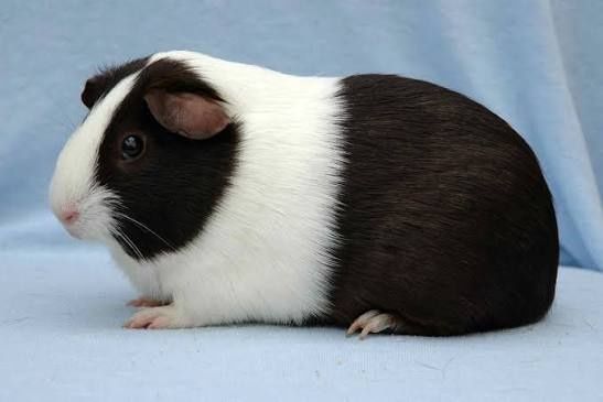 Продаются морские свинки