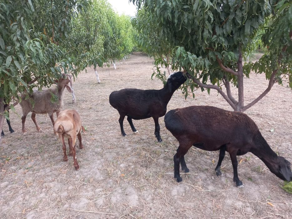 Хисори симжун бугуз куйлар сотилади  нархи 5 милион  келишамиз тел