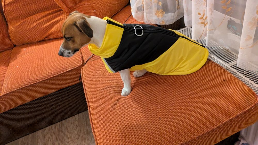 haina , Geaca caini marimea 3 XL