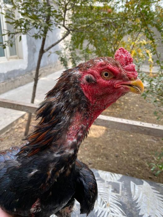 Dakan sotiladi toza narsa