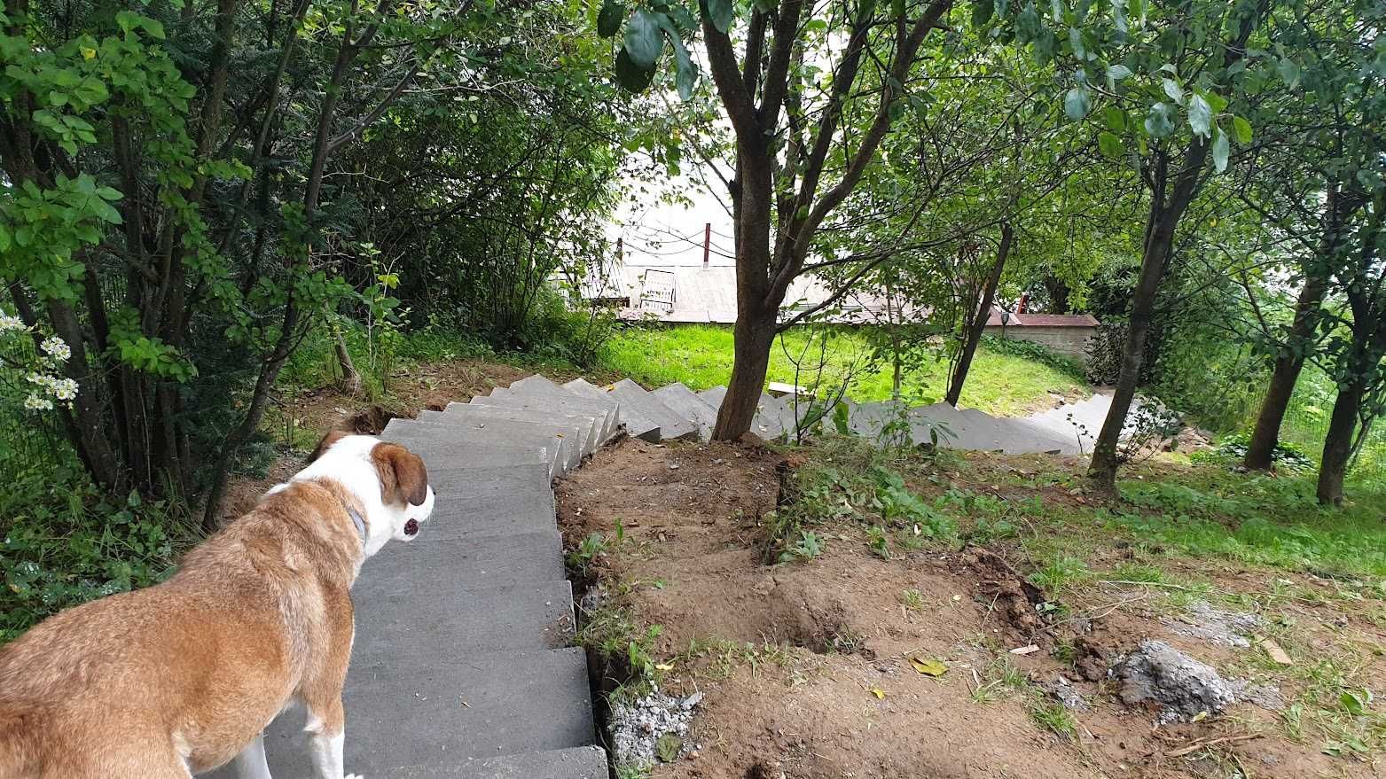 Pensiune canina / Cazare caini de orice talie la casa cu curte