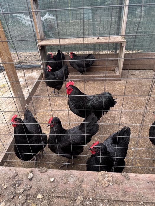 Vand gaini si cocosi de anul acesta varsta 5 luni