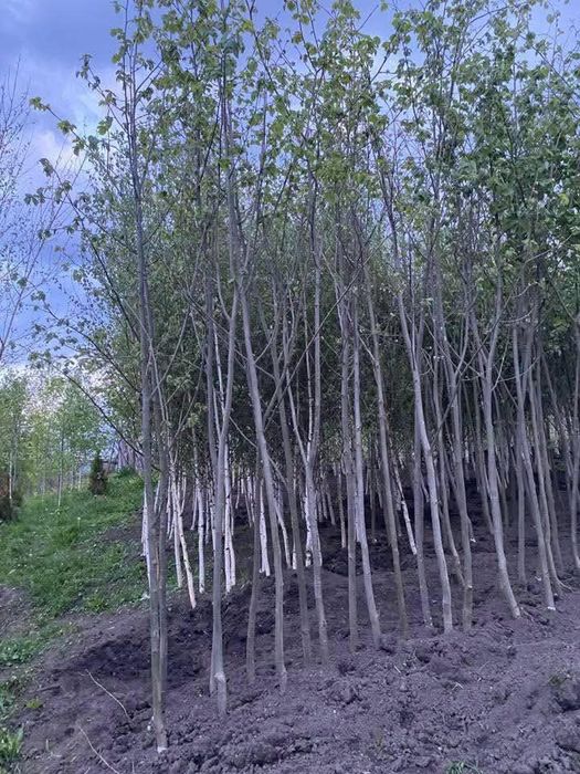 Tei mesteacăn artar