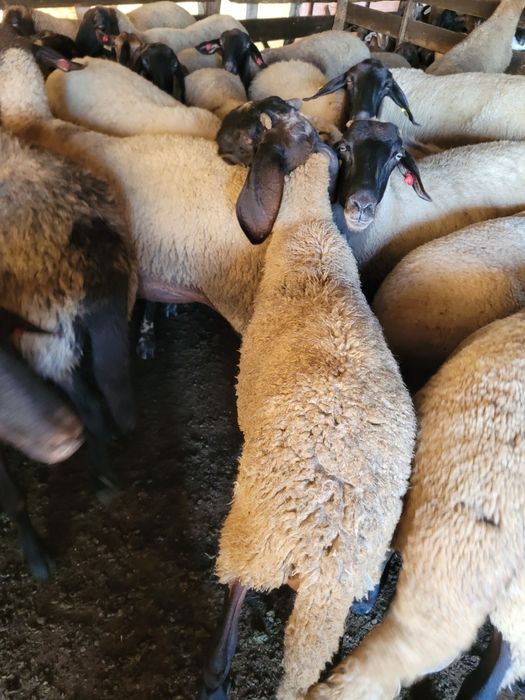 6 Oi carabase sârbești și românești!!!