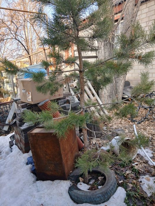 Продам сосну 1,5- 3 метра