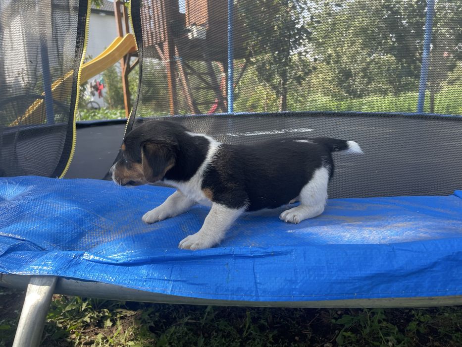 Jack russell terrier