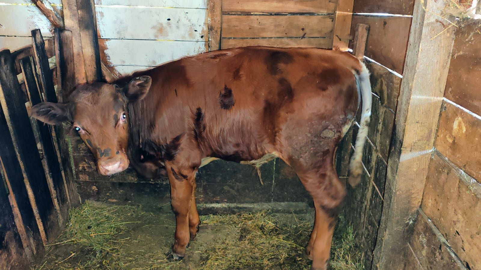 Vând vițel  150 kg