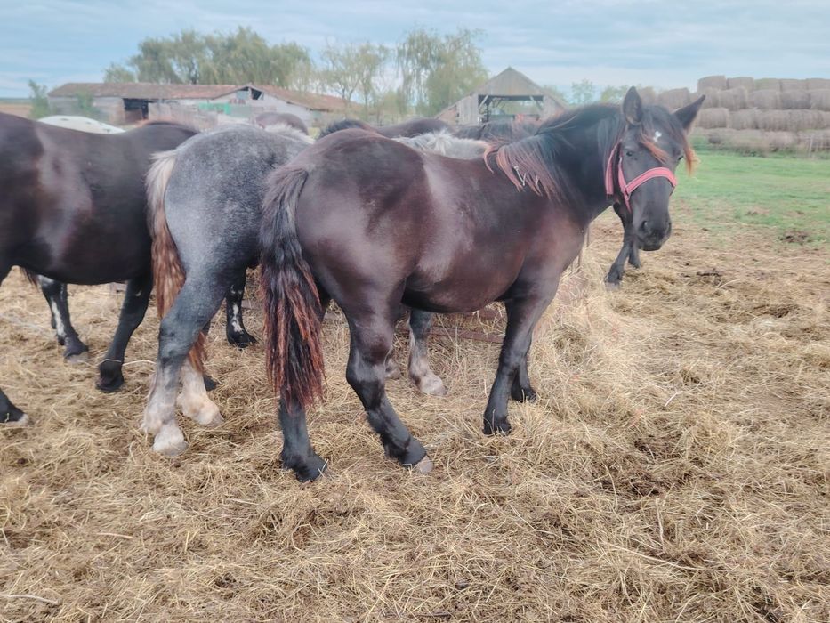 Manji de 1 .5 ani din părinți de rasa