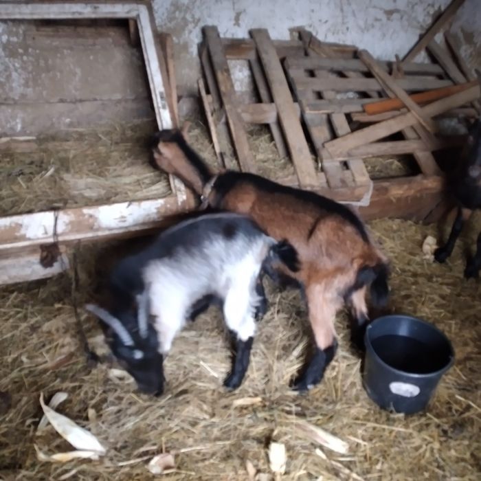 Vând 2 ieduțe și o capră
