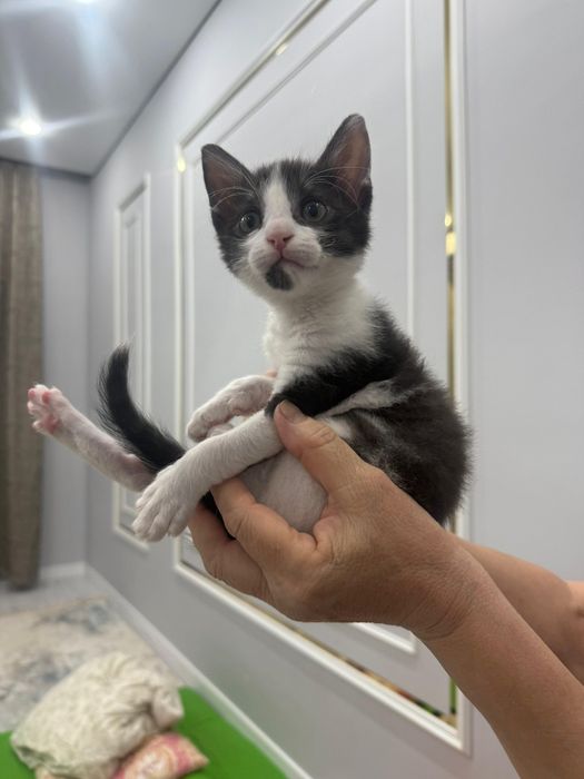 Котята в добрые руки бесплатно