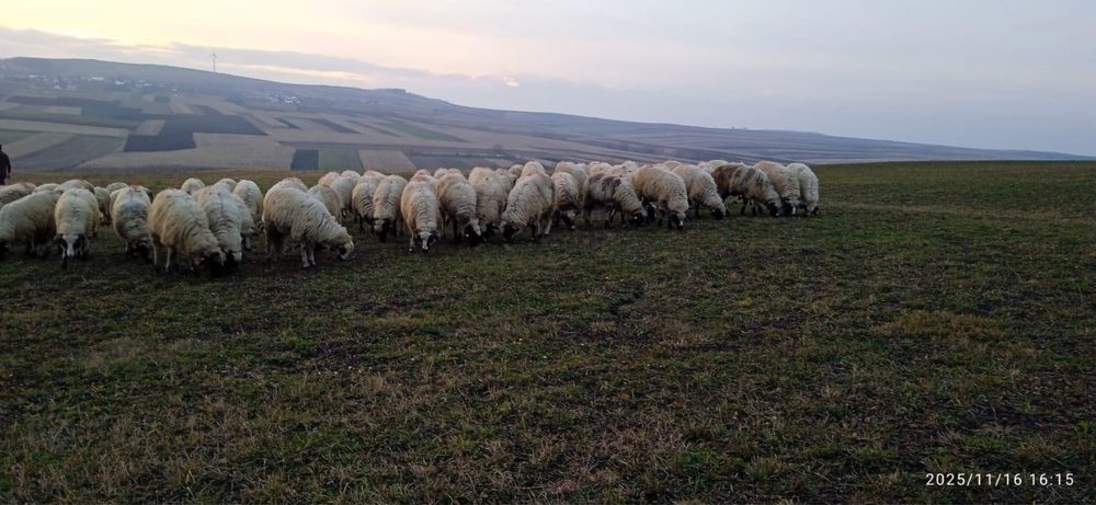 Vând 75 de mieluțe breze