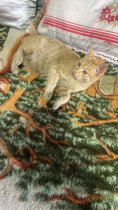 Котята ищут дом.