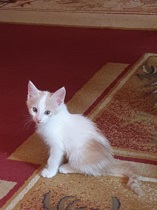 Кошки разных цветов
