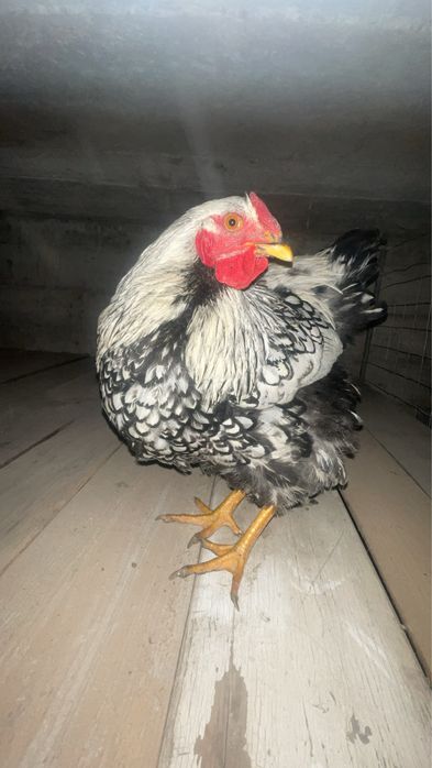 Vând cocos wyandotte argintiu