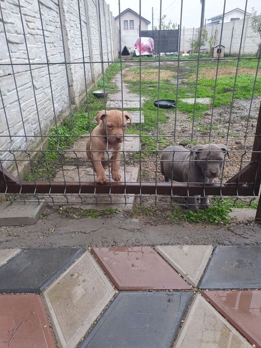 Mascul foarte frumos