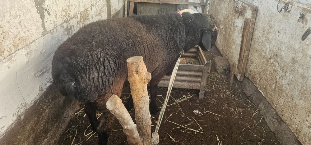 Кучкор сотилади.