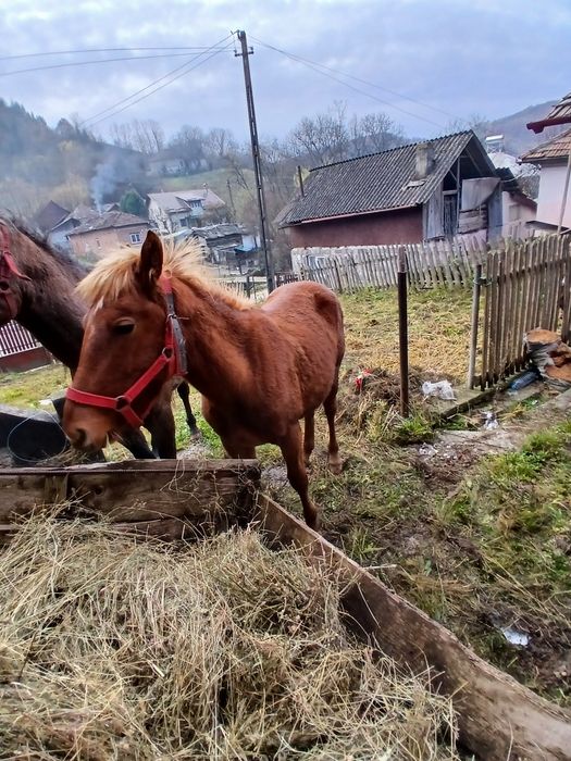 Vând manza de un an