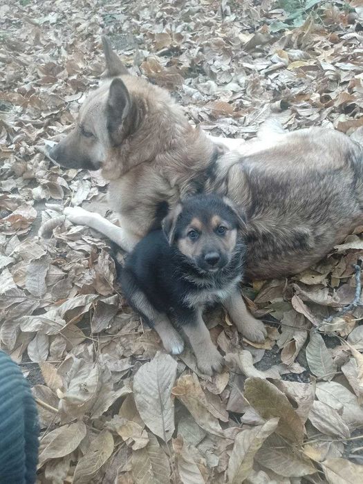 Подаряваме кученца