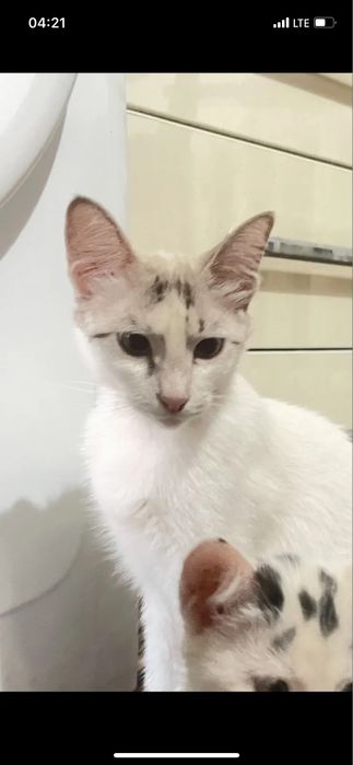 Amerikanskiy Regdoll