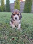 Vand catel beagle