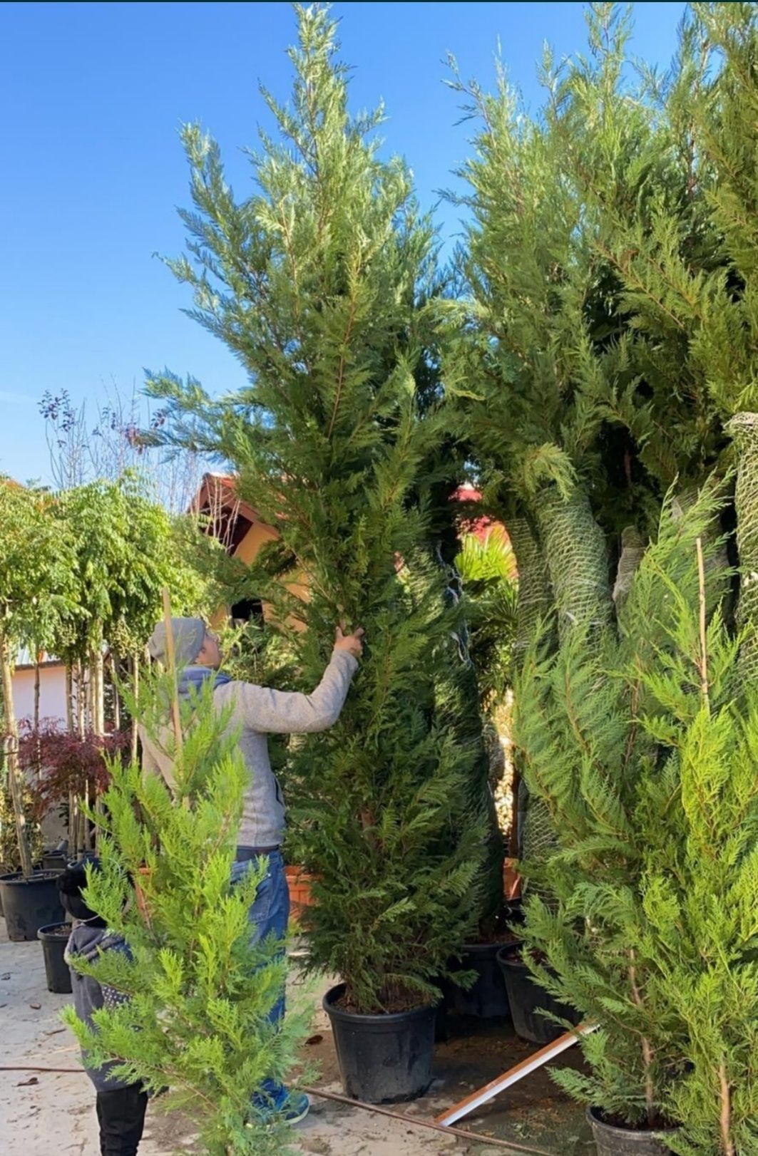 Plante ornamentale. De orice specie și model / gazon rulou