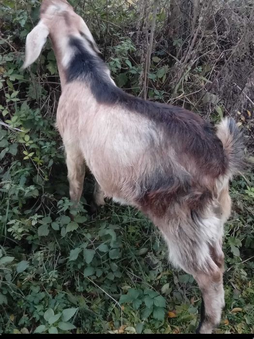 Tap metisi anglonubian