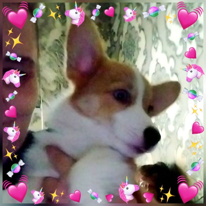 В продаже мальчик вельш пемброк корги