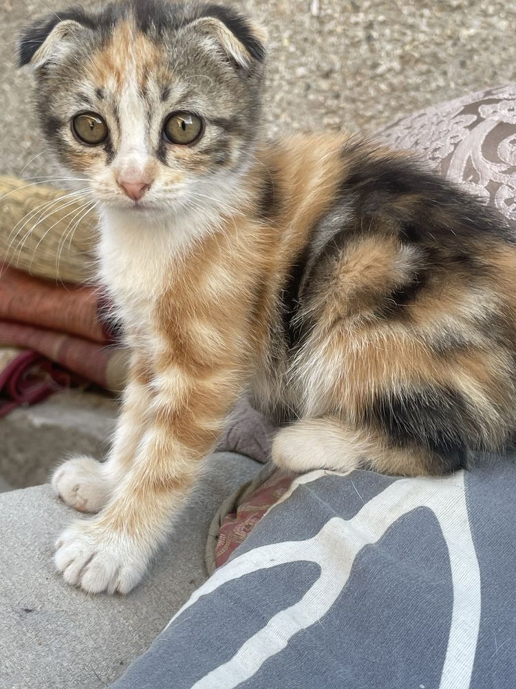 Продам котят не дорого