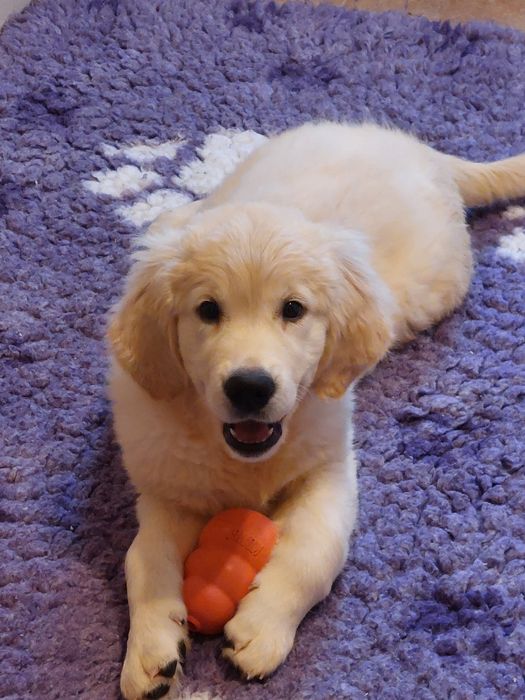 Vand catelusa de golden retriever