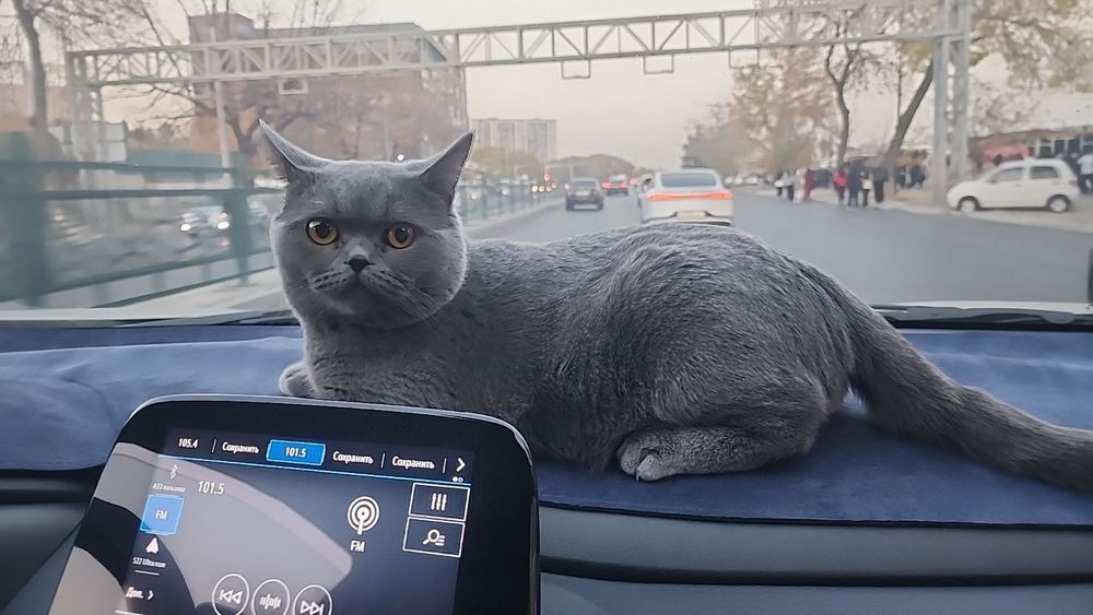 Вязка кота скоттиш страйт!2 года опытный!mushuk juftlashish