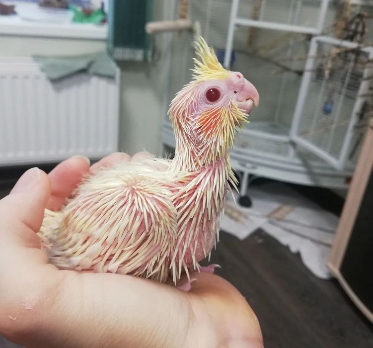 Продам молодых корелл.Для ручного выкармливания кашей