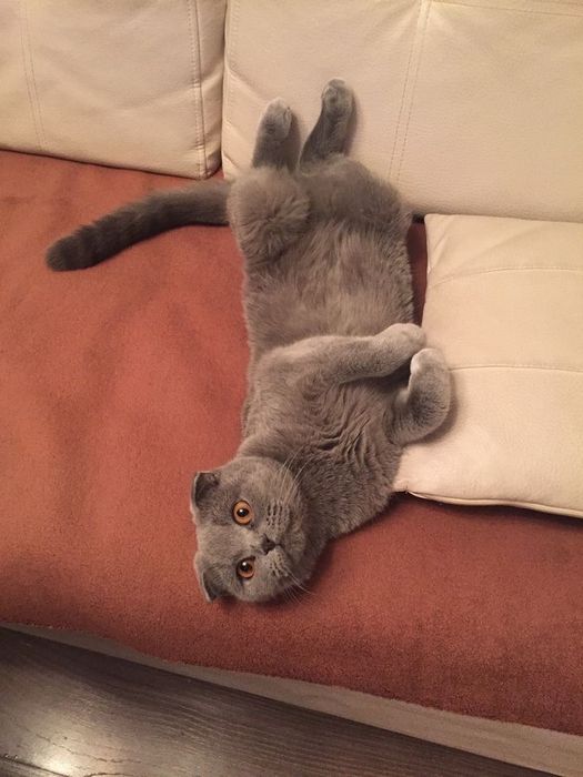 Skottish fold sotiladi sog’lom