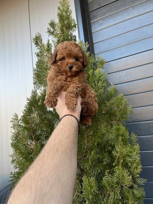 Той пудел мъжки и женски