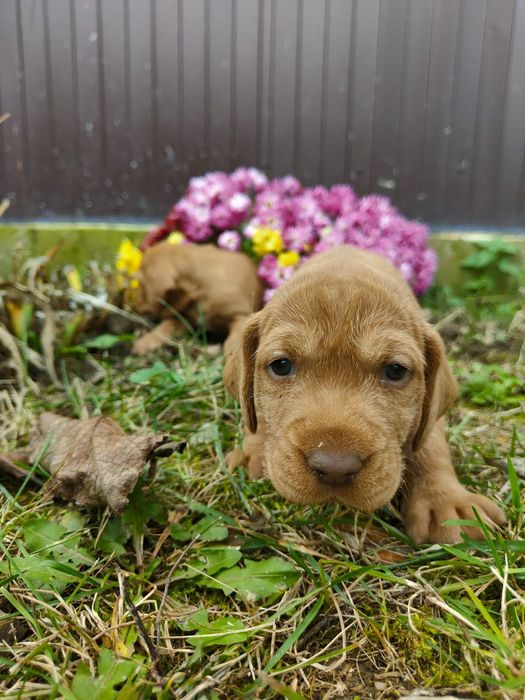 Căței vișla maghiară