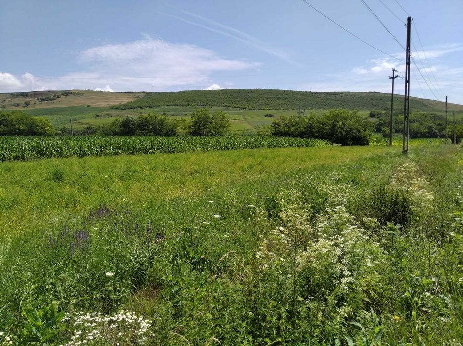 TEREN INTRAVILAN EXCEPTIONAL - limitrof Judetului CLUJ / dupa Camarasu