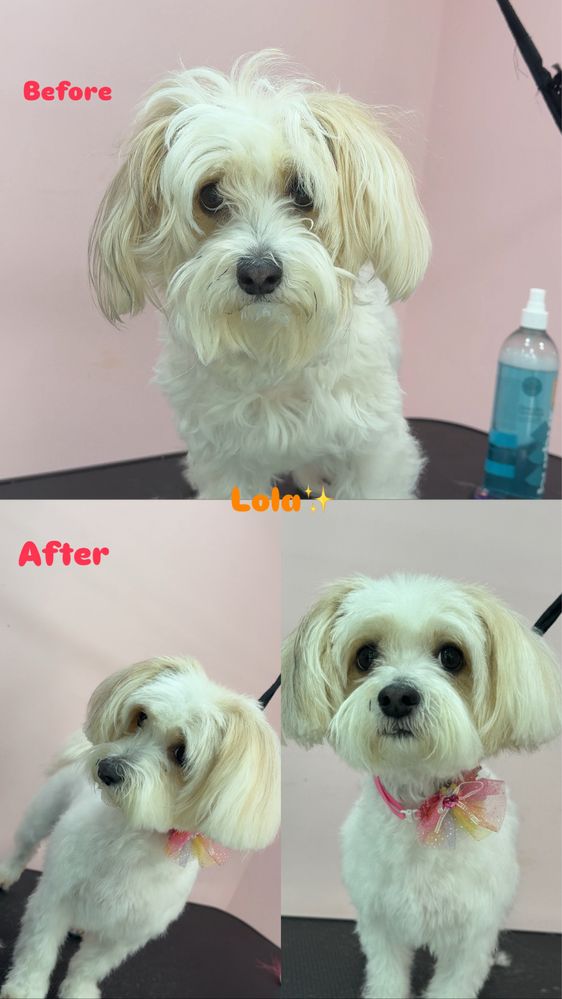 Frizerie canina,feline & spa / tuns catei /salon catei Galati