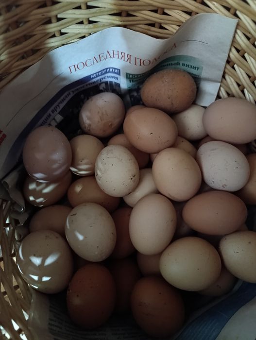 Продам яйцо домашнее