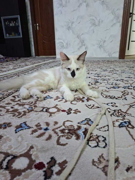 ragdoll o'g'il 8 oylik