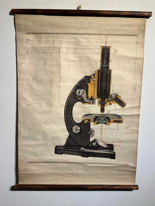Соц Учебни Плакати Постери Ботаника