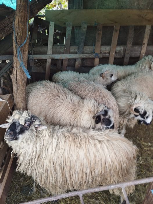 Vand oi/miele ca si varsta au 7 luni.