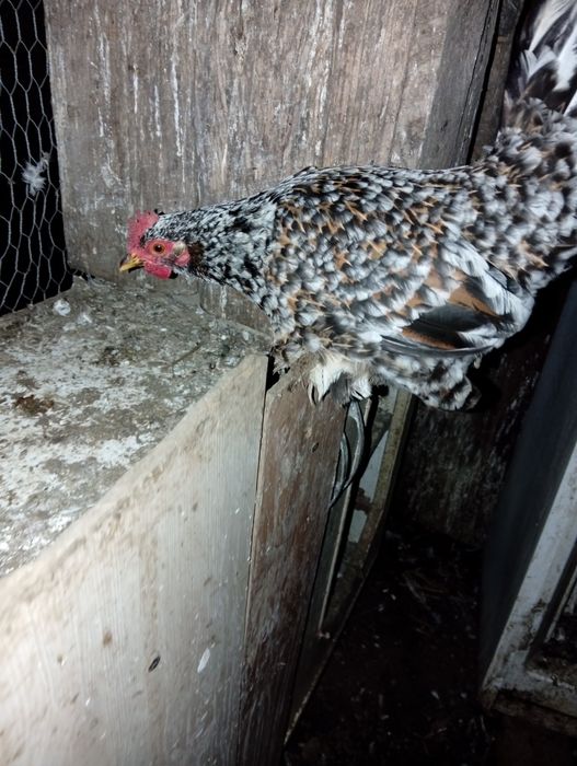 Vând găini și cocosi americani..