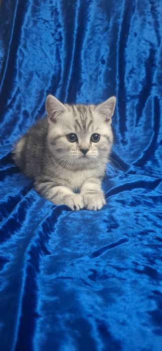 Котенок Шотланд. скоттиш страйт