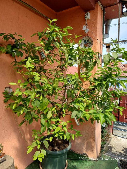 Lămâi 2m, în rod, sănătos!