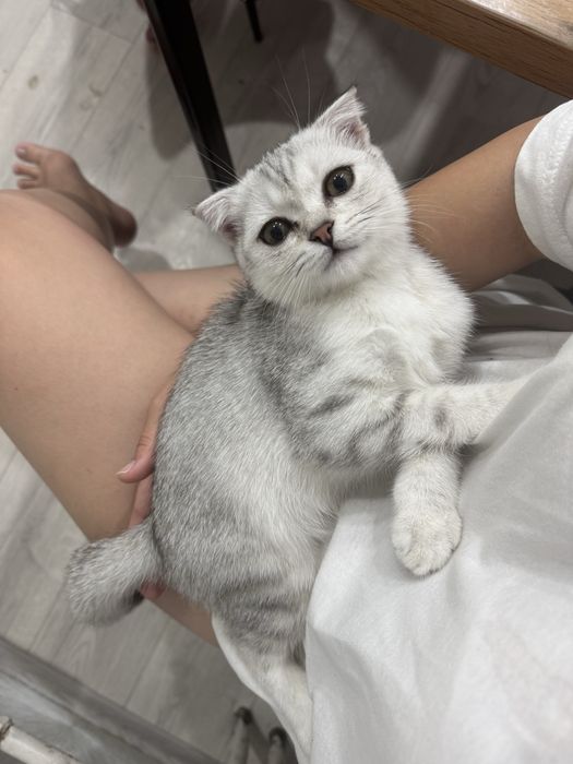 Шотладнский вислоухий котенок