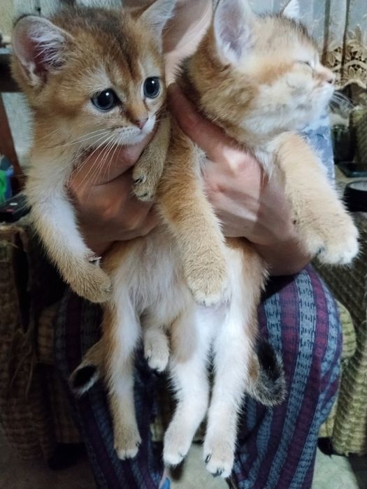 Продаются британские золотые шиншилы котята