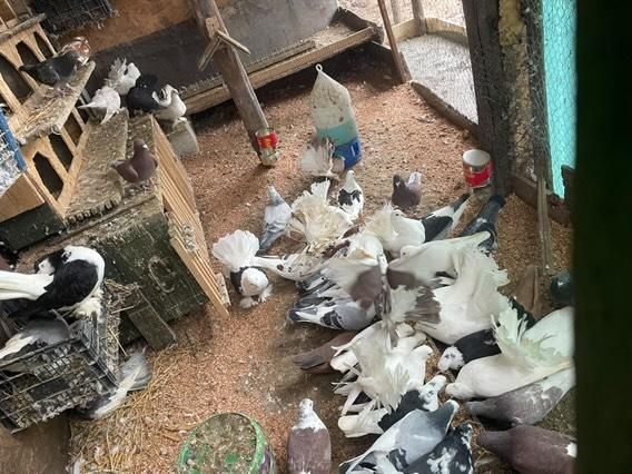 Vând porumbei, voiajori sport ptr maraton și ornament diversificat