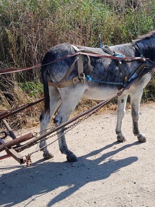 Vand magar cu tot cu căruță si ham