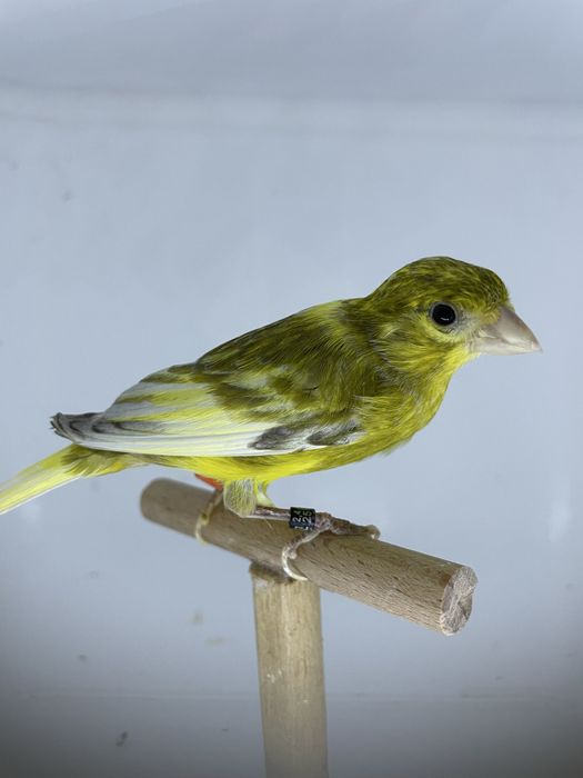 Canari raza spaniolă 2025, inelați și deparazitați!